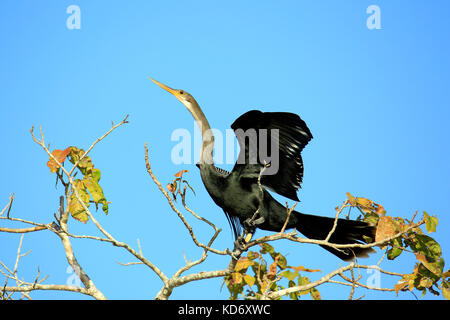 Anhinga (aka snakebird, american vert), sur le point de décoller du haut d'un arbre. Rio Claro, Pantanal, Brésil Banque D'Images