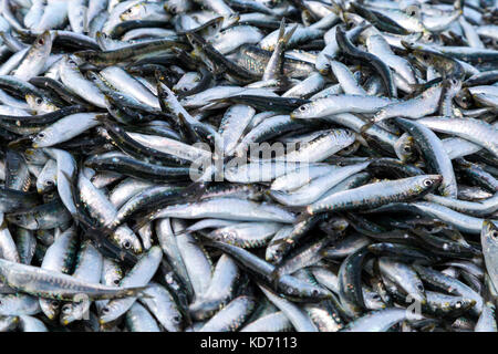 Pile de sardines fraîchement pêché au marché de poisson de vieux cadre (vieux port) à Marseille, France Banque D'Images