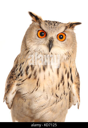 Bubo bubo sibiricus, grand-duc de Sibérie Banque D'Images