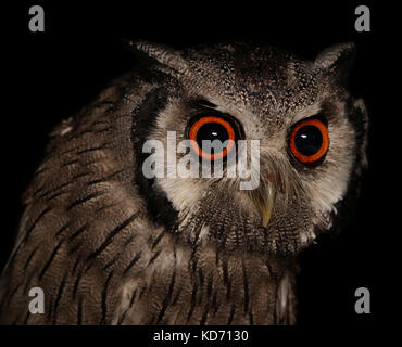 Southern white-faced scops owl ptilopsis granti Banque D'Images