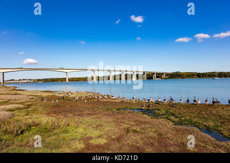 Le pont de la rivière Orwell est la toile de fond d'un troupeau d'oies se sont réunis sur les rives de la rivière Orwell, Suffolk, uk Banque D'Images