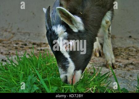 Alpine noir kid goat mange de l'herbe sur une ferme dans le comté d'Armagh, en Irlande du Nord Banque D'Images