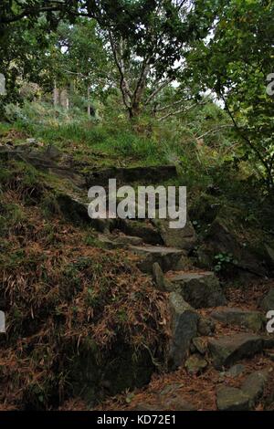 Marches de pierre recouvert de feuilles d'oranger en descendant à travers les arbres en forêt, l'Irlande du Nord rostrevor Banque D'Images