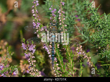 Hawker aeshna cyanea, sud, en appui sur la floraison bruyère dans arne, dorset, uk Banque D'Images