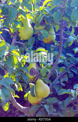 Fruits mûrs de bere poire sur l'arbre Banque D'Images