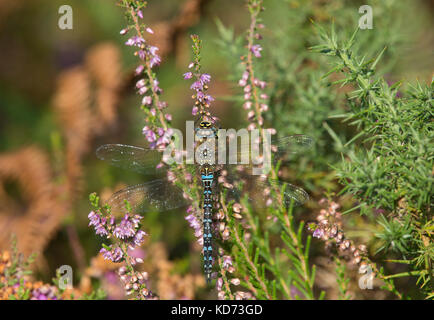 Hawker aeshna cyanea, sud, en appui sur la floraison bruyère dans arne, dorset, uk Banque D'Images