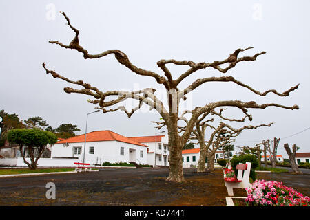 Platanes avec inhabituelle formée horizontalement la couronne de l'arbre sur la place de la ville Santa Luzia, Açores Banque D'Images