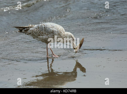 Goéland argenté (Larus argentatus, crabe juvénile avec shell sur plage, à Lyme Regis, dans le Dorset, uk Banque D'Images