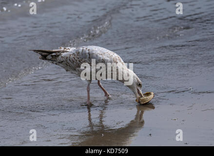 Goéland argenté (Larus argentatus, crabe juvénile avec shell sur plage, à Lyme Regis, dans le Dorset, uk Banque D'Images