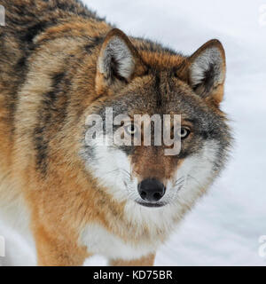 Portrait de loup gris / grey wolf (Canis lupus) dans la neige en hiver Banque D'Images