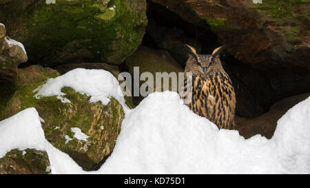 Grand owl (Bubo bubo) sitting on rock ledge en falaise en hiver Banque D'Images