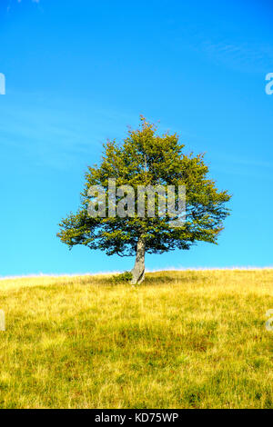 Un seul arbre est en croissance sur un pré vert dans les collines d'alsace Banque D'Images