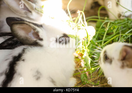 Nourrir les lapins sur la ferme des animaux en lapin-hutch. Banque D'Images