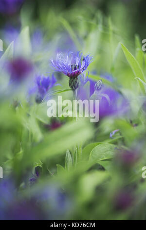 Portrait de fleurs de bleuet et de close-up Banque D'Images
