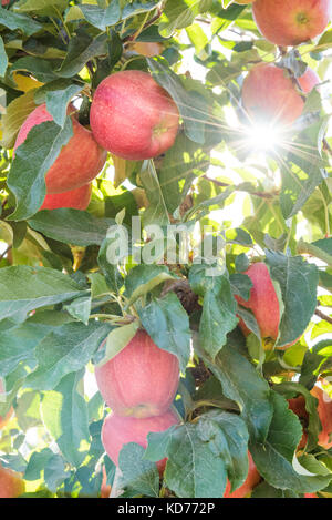 Pommes rouges bien mûrs sur l'arbre en automne Sunshine Banque D'Images