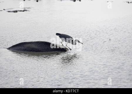 Héron cendré Ardea cinerea debout sur le dos d'un hippopotame Parc National Kruger en Afrique du Sud Banque D'Images