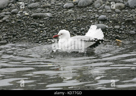 Red-billed gull Larus novaehollandiae baignade Plage de Kaikoura adultes ile sud Nouvelle Zelande Banque D'Images