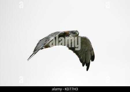 Buteo polyosoma Variable en vol Iles Falkland Banque D'Images