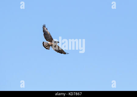 Buteo polyosoma Variable en vol au large des îles Falkland Darwin territoire britannique d'outre-mer en novembre 2016 Banque D'Images