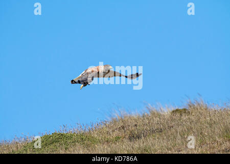 Hawk Buteo polyosoma Variable en vol au-dessus des îles Falkland Darwin prairie territoire britannique d'outre-mer en novembre 2016 Banque D'Images