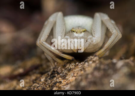 Araignée crabe (Misumena vatia) reposant sur le sol forestier. Tipperary, Irlande Banque D'Images