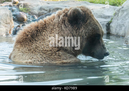 Un ours profitant de son temps dans l'eau sur une journée chaude. Banque D'Images