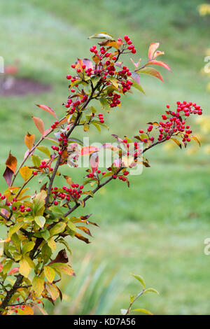 Les baies d'automne de l'decdiduous hardy petit arbre, Photinia villosa Banque D'Images