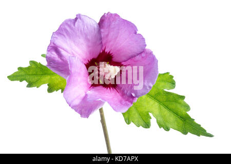 Belle fleur d'hibiscus pourpre avec des feuilles vertes sur fond blanc Banque D'Images
