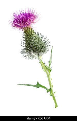Le Chardon-marie silybum marianum remède à base de plantes. chardon écossais, cardus marianus, chardon béni , Saint Mary's thistle Banque D'Images