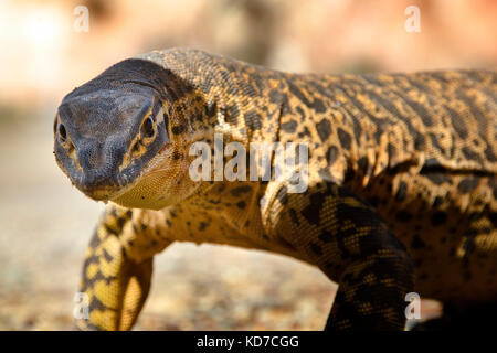 Bungarra ou sable goanna (Varanus gouldii ) Banque D'Images