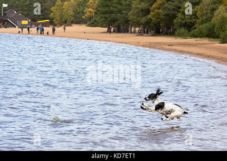 UK, Cairngorms. La journée a débuté avec ciel bleu clair mais un front météorologique de l'ouest a commencé à s'insinuer dans les hautes terres au milieu de l'après-midi. Un springer spanial bravant les eaux froides du Loch Morlich comme il saute sa balle lancée par son propriétaire, Highlands, Scotland Banque D'Images