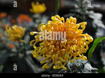 Près d'un récif de corail jaune fleur de chrysanthème. Banque D'Images