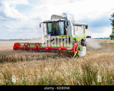 Moissonneuse-batteuse dans un champ de céréales de niedersachsen près de barum, elbmarsch, Allemagne. Banque D'Images