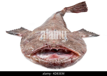 La baudroie (Lophius piscatorius big) sur un fond blanc Banque D'Images