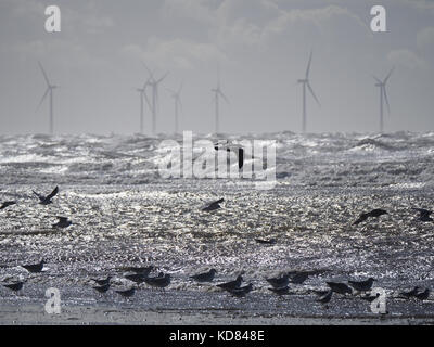 Les goélands se nourrissent à marée basse à plage d'Ainsdale sur la côte de Sefton UK Banque D'Images