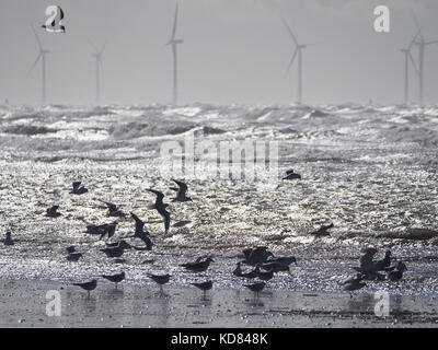 Les goélands se nourrissent à marée basse à plage d'Ainsdale sur la côte de Sefton UK Banque D'Images