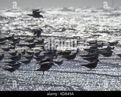 Les goélands se nourrissent à marée basse à plage d'Ainsdale sur la côte de Sefton UK Banque D'Images