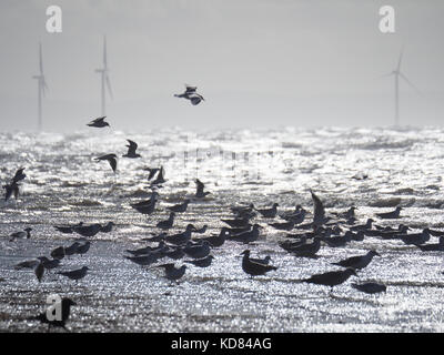 Les goélands se nourrissent à marée basse à plage d'Ainsdale sur la côte de Sefton UK Banque D'Images