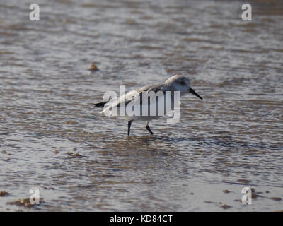 Le petit passage est un petit échassier avec un bec noir fine droit court et moyen-long pattes noires. Banque D'Images