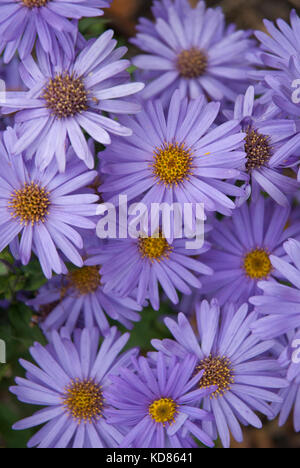 Purple Asters colorés/ michaelmas marguerites. Banque D'Images