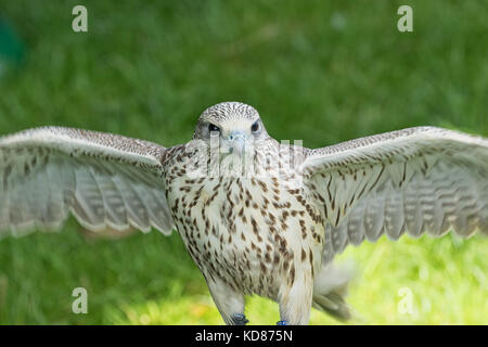 Gyr x Faucon sacre,Show 2017 Ripley,North Yorkshire, Angleterre, Royaume-Uni. Banque D'Images