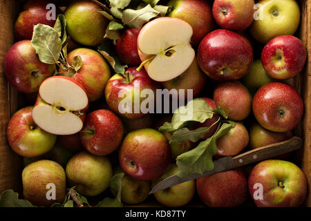 Les pommes fraîchement cueillies dans une caisse en bois Banque D'Images