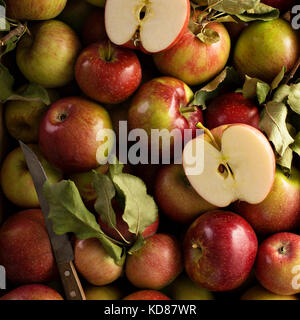 Les pommes fraîchement cueillies dans une caisse en bois Banque D'Images