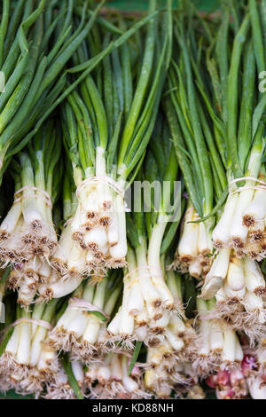 Oignons verts regroupés en grappes à farmers market Banque D'Images