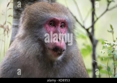 Singe japonais, dans kamikochi, Alpes du nord du Japon, dans la préfecture de Nagano Banque D'Images