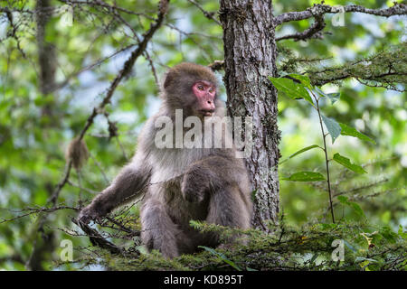 Singe japonais, dans kamikochi, Alpes du nord du Japon, dans la préfecture de Nagano Banque D'Images