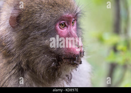 Singe japonais, dans kamikochi, Alpes du nord du Japon, dans la préfecture de Nagano Banque D'Images