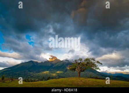 L'arbre de guérison (El Lechero) par le volcan Imbabura, Otavalo, Equateur Banque D'Images