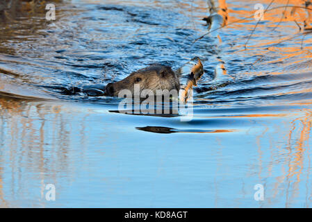 Un gros plan d'un castor sauvage (Castor canadensis); tirant un peuplier faux-tremble à travers l'eau calme de son étang de castor à Hinton, Alberta, Canada Banque D'Images