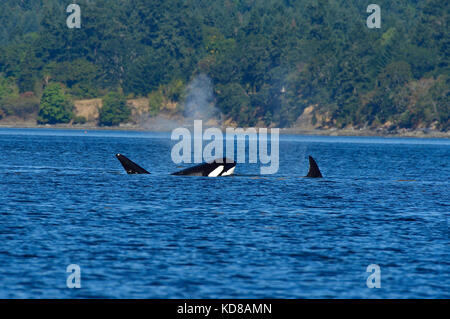 Un groupe d'orques (Orcinus orca) Nager dans les eaux côtières près de l'île de Vancouver (C.-B.) Banque D'Images